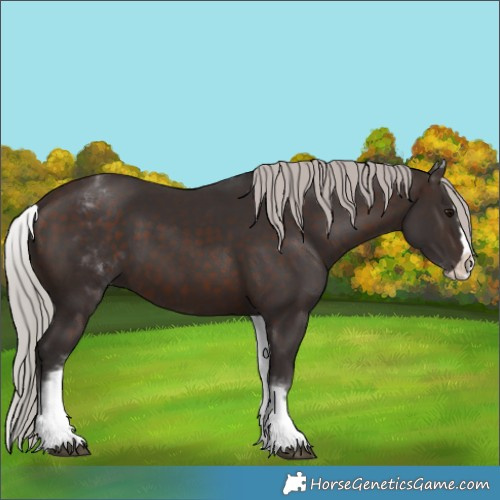Horse Color:White Spotted Silver Brown Splash 