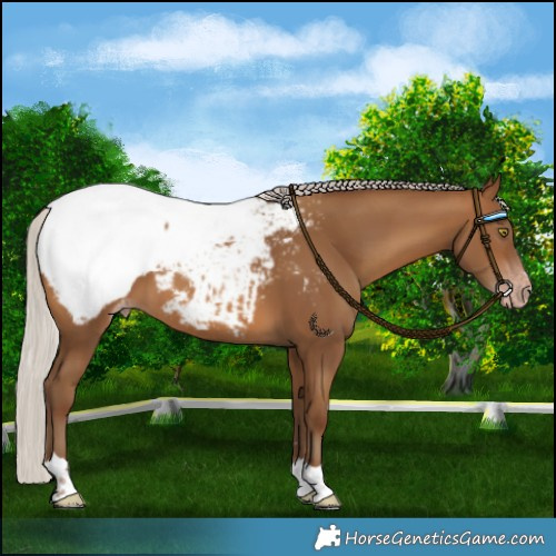 Horse Color:Gray Silver Amber Champagne Appaloosa