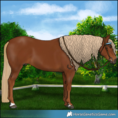 Horse Color:Gray Chestnut 
