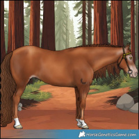 Horse Color:Gray Gold Champagne 