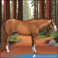 Horse Color:Gray Gold Champagne