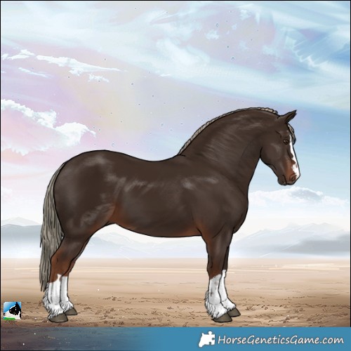 Horse Color:Liver Chestnut