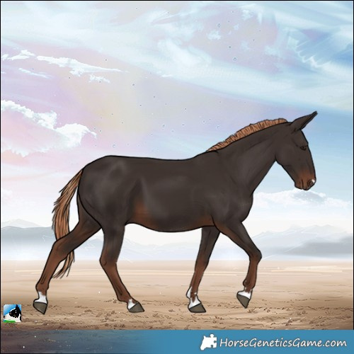 Horse Color:Liver Chestnut