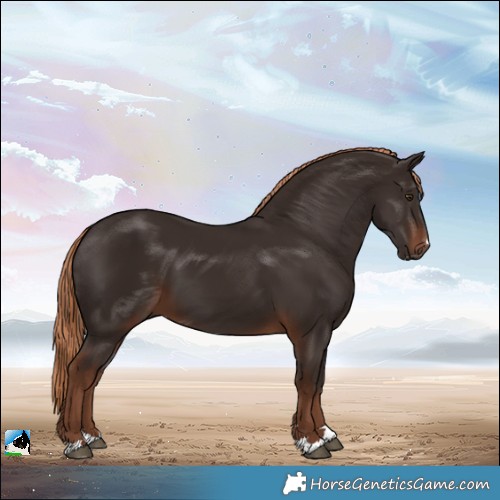 Horse Color:Liver Chestnut 