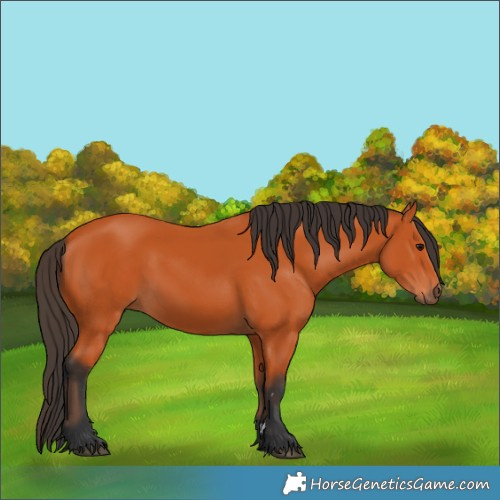 Horse Color:Bay 