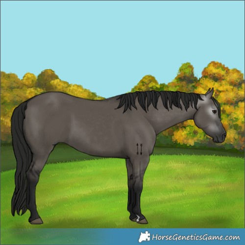 Horse Color:Gray Grullo 
