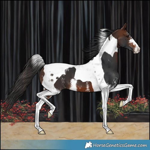 Horse Color:Brown Sabino Tobiano 