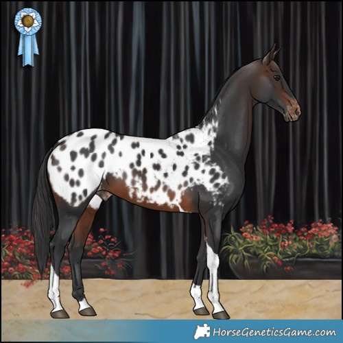 Horse Color:Brown Tobiano Appaloosa