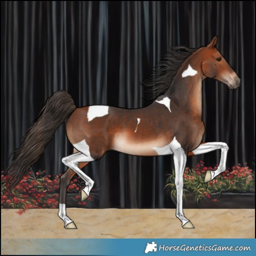Horse Color:Bay Tobiano 