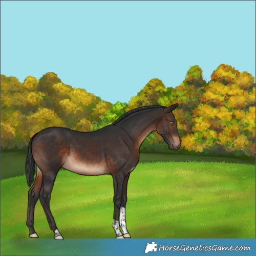 Horse Color:Brown Tobiano Rabicano 