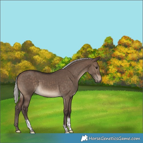 Horse Color:Silver Brown Dun Tobiano 