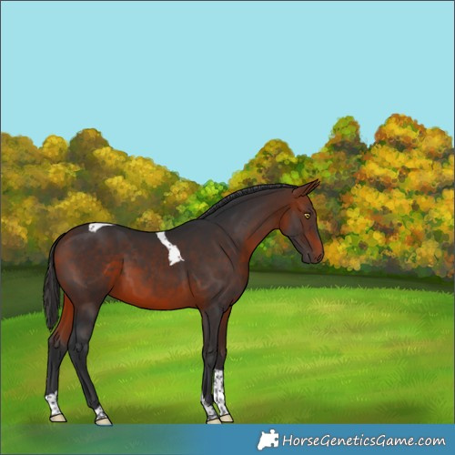 Horse Color:Bay Tobiano 