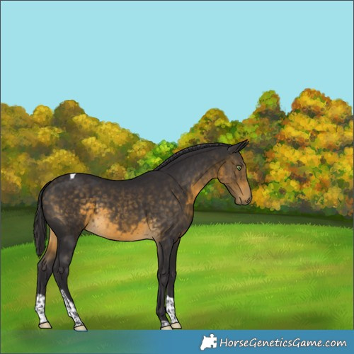 Horse Color:Buckskin Tobiano 