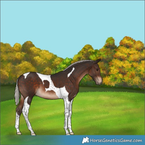 Horse Color:Silver Bay Tobiano 