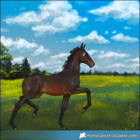 Horse Color:Gray Bay