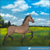 Horse Color:Brown Dun 