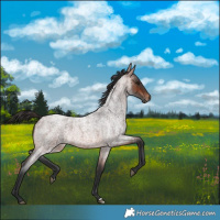Horse Color:Brown Roan