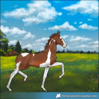 Horse Color:Chestnut Splash Tobiano