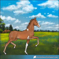 Horse Color:Chestnut Splash Tobiano