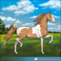 Horse Color:Chestnut Splash Tobiano 