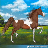Horse Color:Chestnut Splash Tobiano 