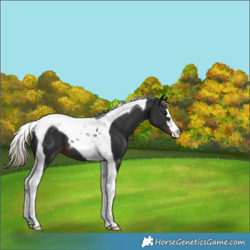 Horse Color:Liver Chestnut Tobiano 
