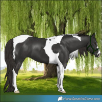 Horse Color:Liver Chestnut Tobiano 