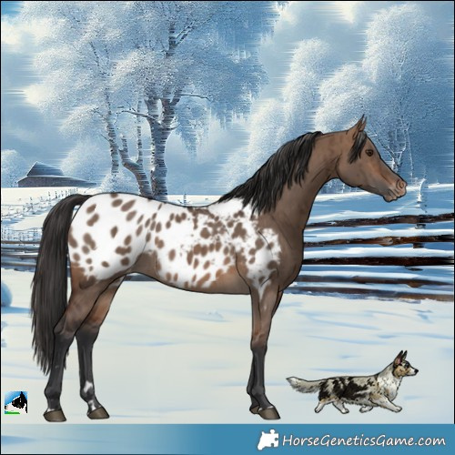 Horse Color:Brown Dun Appaloosa Brindle 