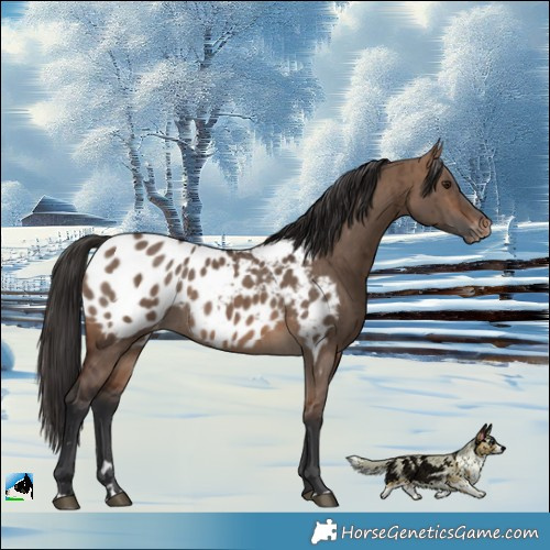 Horse Color:Brown Dun Near Leopard Brindle