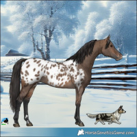 Horse Color:Brown Dun Near Leopard Brindle 