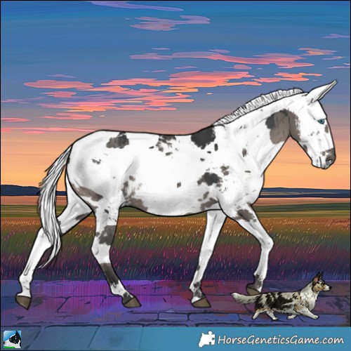 Horse Color:Grullo Harlequin Merle Brindle 
