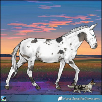 Horse Color:Grullo Harlequin Merle Brindle 