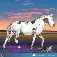 Horse Color:Grullo Harlequin Merle Brindle 