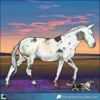 Horse Color:Grullo Harlequin Merle Brindle