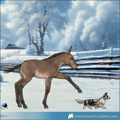 Horse Color:Bay Dun Brindle 