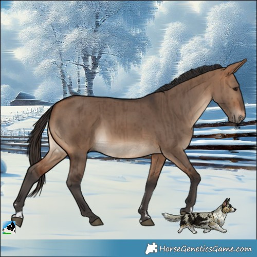 Horse Color:Bay Dun Brindle