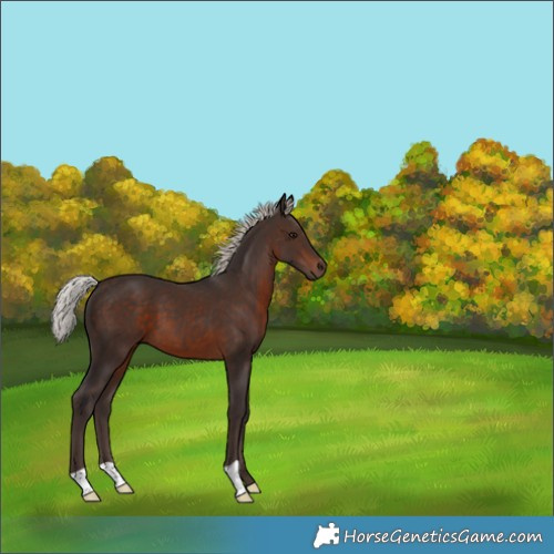 Horse Color:Silver Brown 