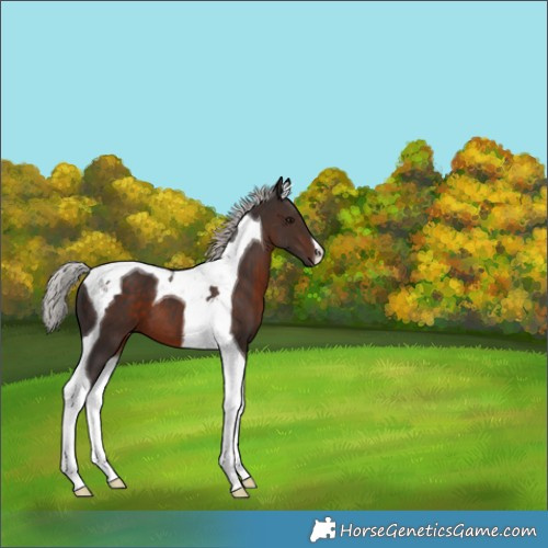 Horse Color:Silver Brown Tobiano 