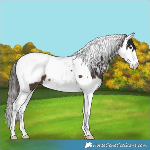 Horse Color:Brown Splash Tobiano Appaloosa 