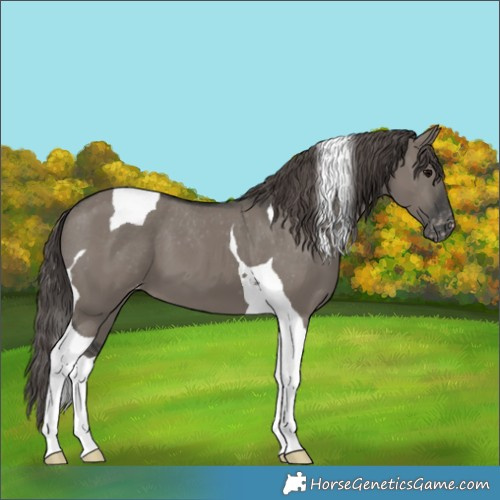 Horse Color:Grullo Tobiano Appaloosa 