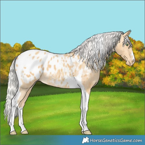 Horse Color:Silver Amber Cream Champagne Tobiano Appaloosa 