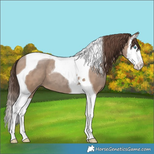 Horse Color:Classic Champagne Splash Tobiano Appaloosa