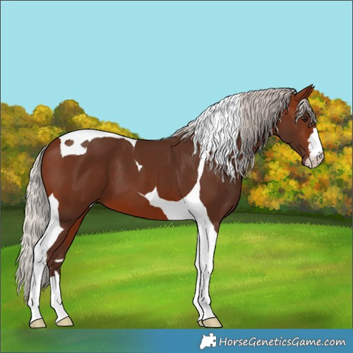 Horse Color:Silver Brown Tobiano 