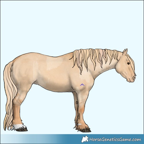 Horse Color:Red Dun Appaloosa  and Red Dun Appaloosa 