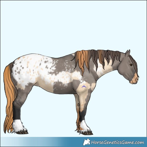 Horse Color:Red Dun Appaloosa  and Grullo Appaloosa 