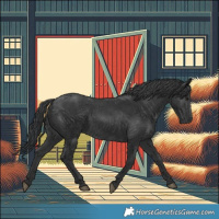 Horse Color:Black 
