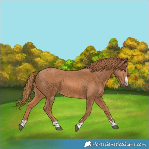 Horse Color:Chestnut 