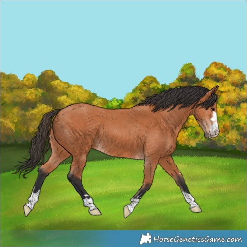 Horse Color:Bay 