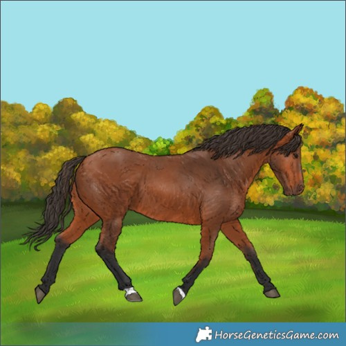 Horse Color:Bay 