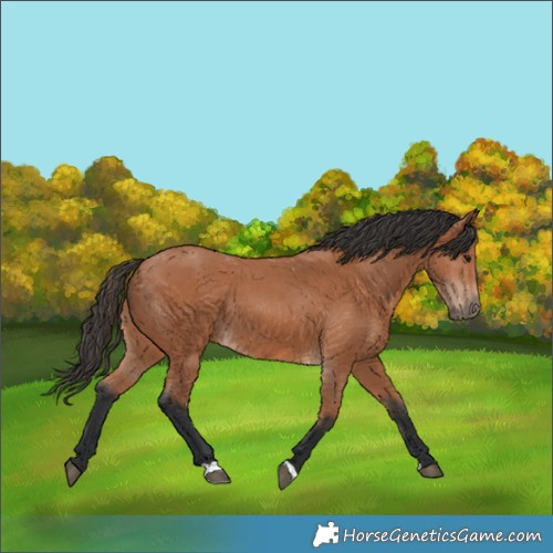 Horse Color:Bay 